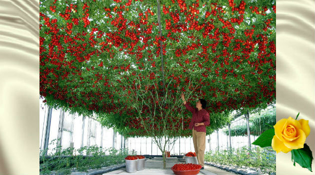 В Израиле вырастили большое дерево с помидорами