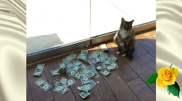 В офисе кот смог заработать деньги!
