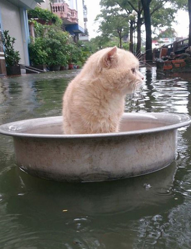 Во время наводнения этот котик придумал как выжить