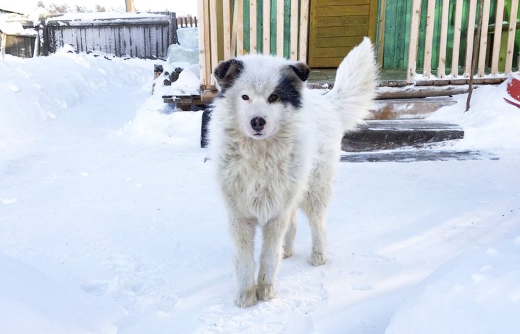 В снегу замерзала собака, а когда люди попытались ее спасти, нашли то, что она прятала под собой