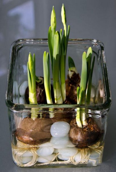 Когда хочется весны: Как вырастить тюльпаны и нарциссы в вазе
