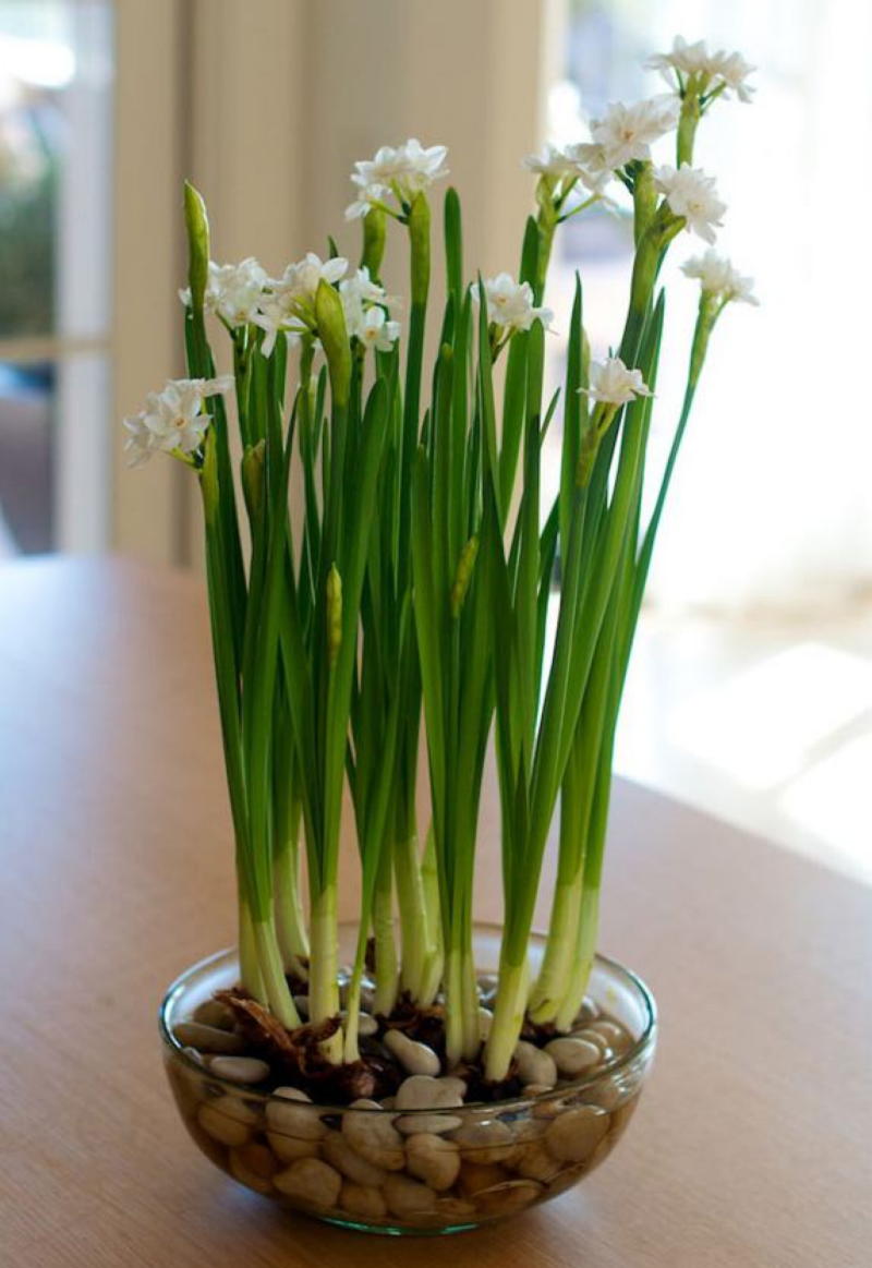 Когда хочется весны: Как вырастить тюльпаны и нарциссы в вазе