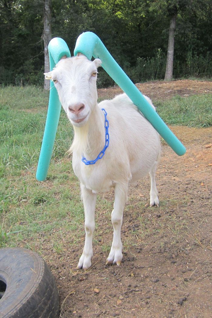 Фермеры придумали оригинальный способ, как защититься от острых рогов своих коз