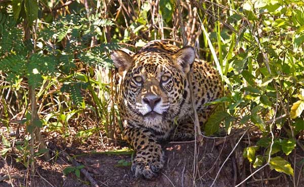 В Бразилии разрешили отстрел вымирающих животных