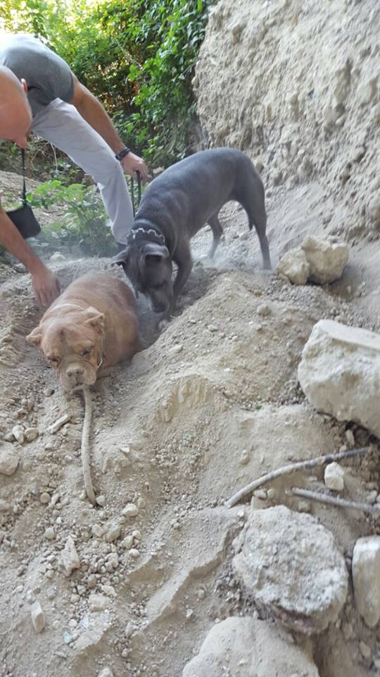 Парень прогуливался со своей собакой, внезапно он увидел пса, которого закопали живьем