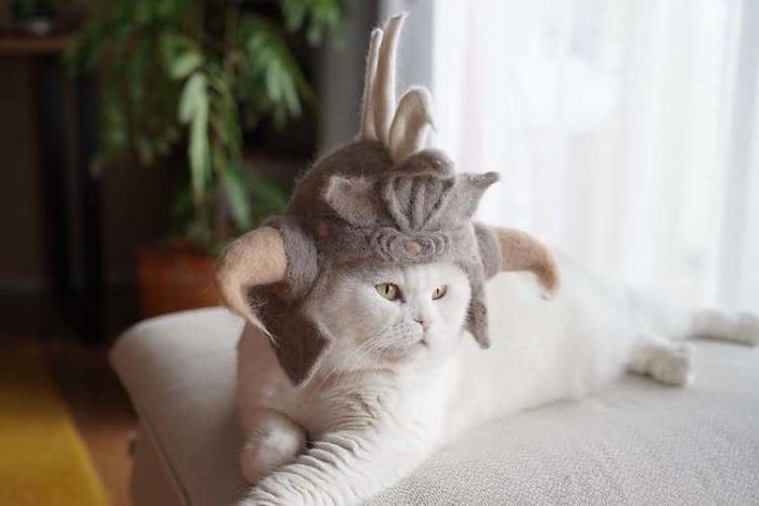 Супруги из Японии делают шапочки из кошачьей шерсти