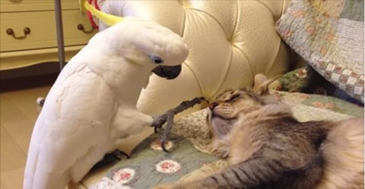 Стеснительный попугай нежно будит кошку!
