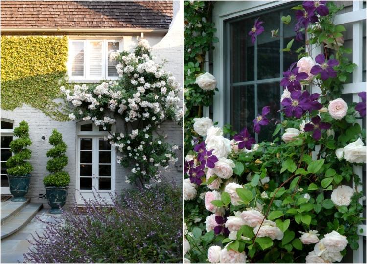 Плетистые розы — аристократическая красавица в Вашем саду