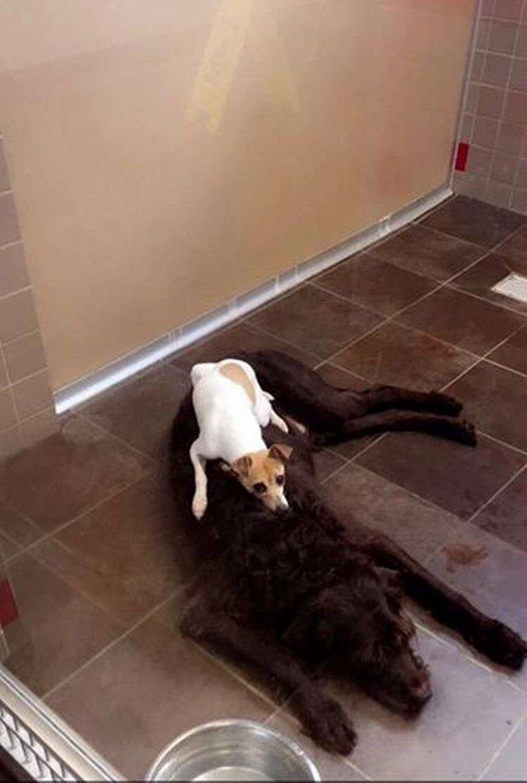 Две брошенные собаки не отходили друг от друга. Поэтому приюту пришлось пойти против правил.