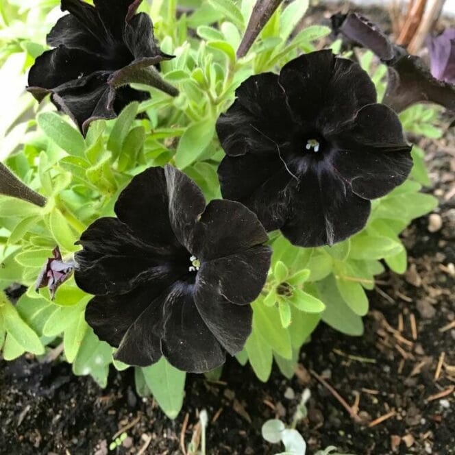 Растения с темными цветами и листьями. Они помогут создать уникальную атмосферу в саду