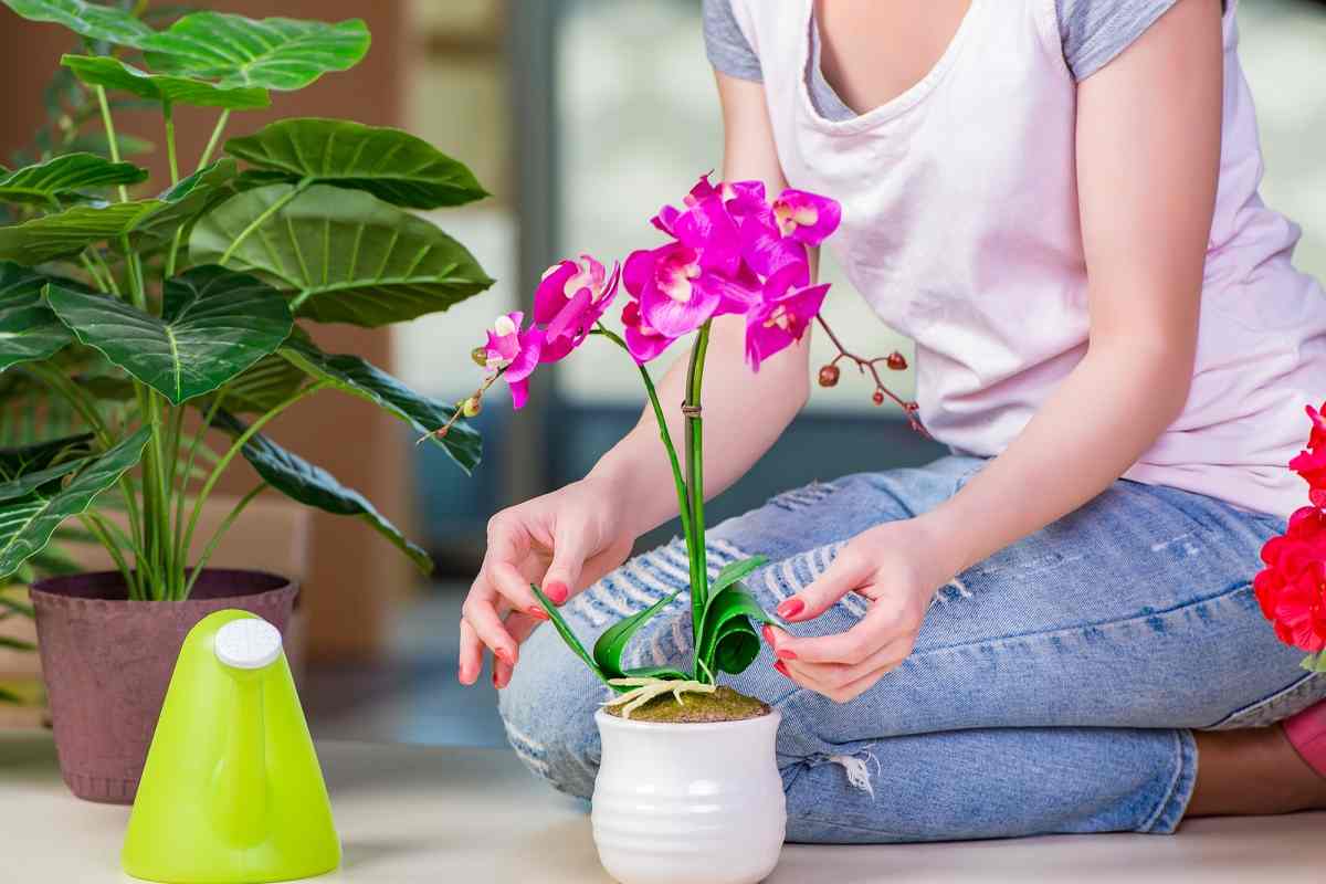 Чем удобрять орхидею в домашних условиях