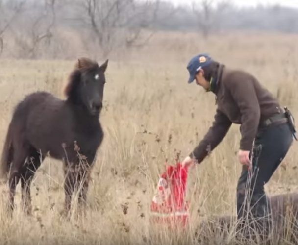 Благодарность освобождённой лошади ветеринар запомнит на всю жизнь