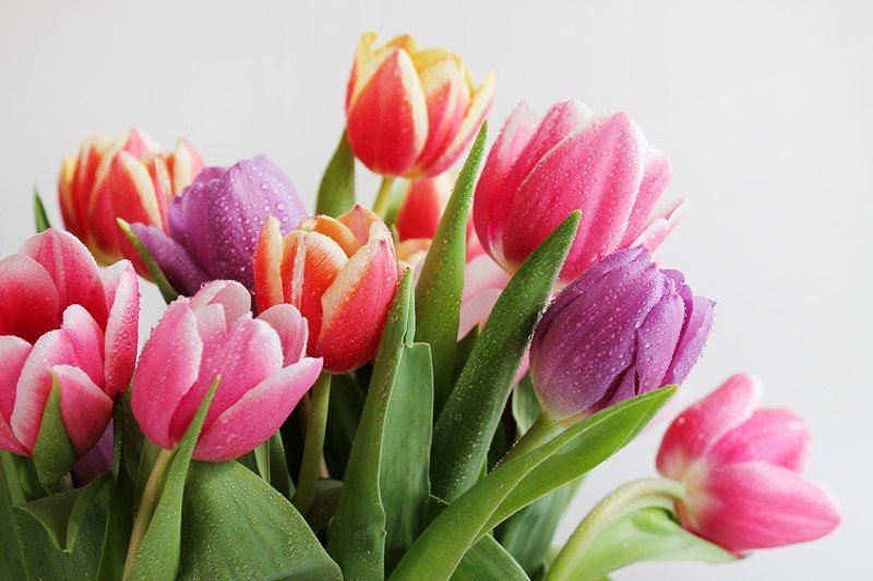 Как сохранить тюльпаны в вазе свежими и красивыми